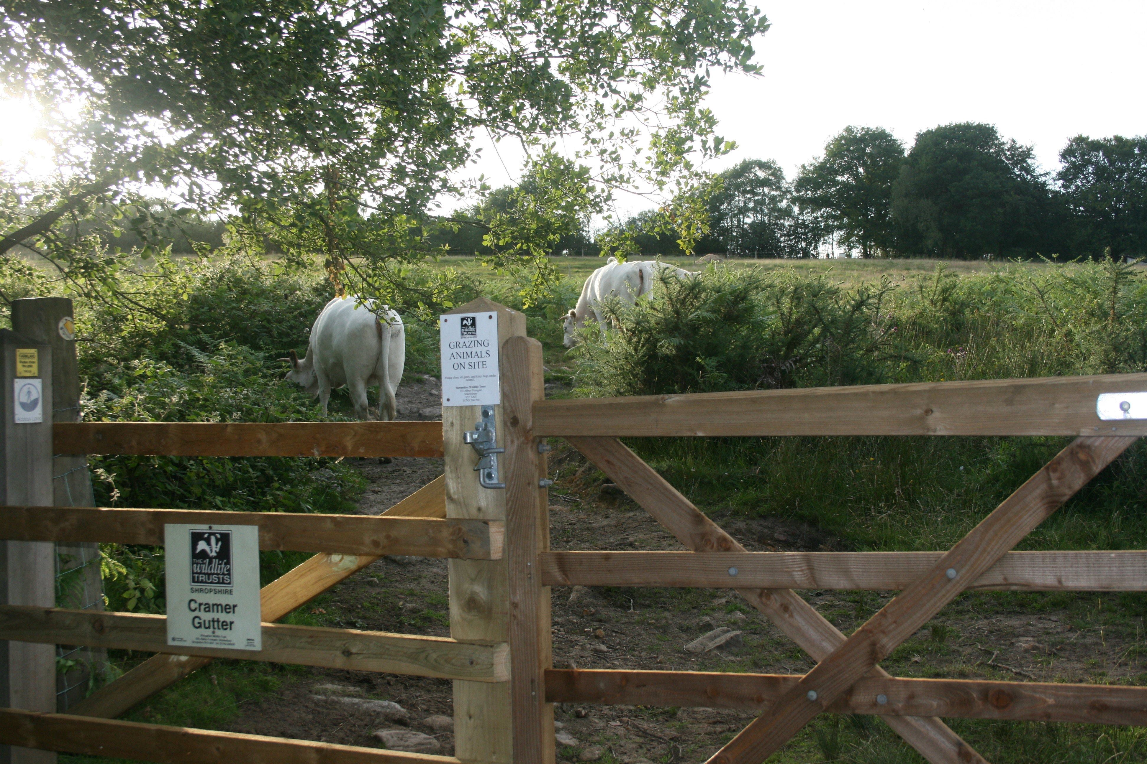 Cattle in Cramer Gutter field 5th July 2010